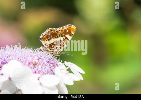 Karte Schmetterling auf Hortensie Blume Stockfoto