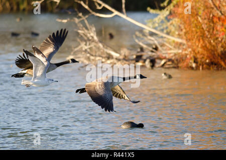 Zwei Gänse und eine Möwe fliegen tief über den Herbst Teich Stockfoto