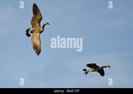 Zwei Kanada Gänse kommen für eine Landung Stockfoto