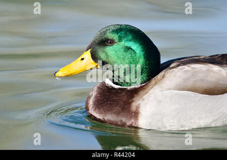 In der Nähe von Männchen Stockente Profil Stockfoto