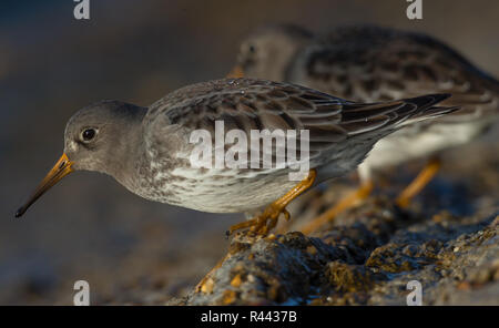 Meerstrandläufer im Winter Gefieder keyhaven Dorset UK Stockfoto