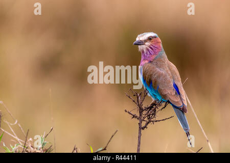 Dieses Bild von Lila Roller Vogel ist in der Masai Mara in Kenia. Stockfoto