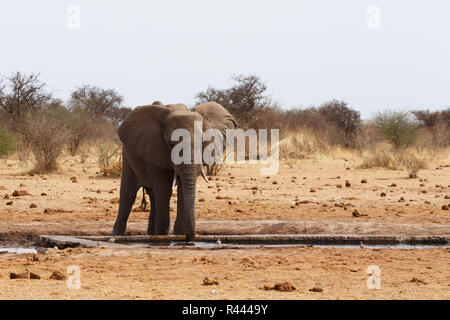 Afrikanische Elefanten an einer Wasserstelle Stockfoto