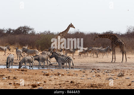 Giraffa Camelopardalis und Zebras am Wasserloch trinken Stockfoto
