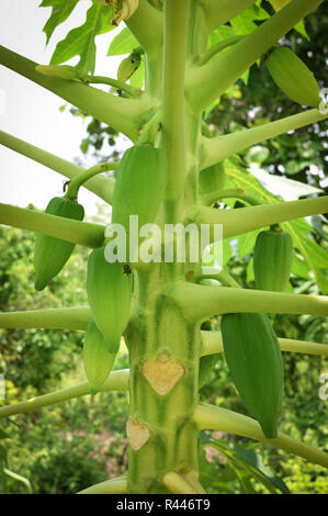 Junge papaya Obst/frischer Papaya am Baum/raw Green Papaya tropische Frucht am Baum Natur Hintergrund Stockfoto