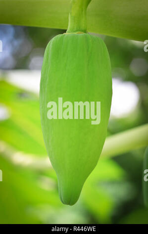 Junge papaya Obst/frischer Papaya am Baum/raw Green Papaya tropische Frucht am Baum Natur Hintergrund Stockfoto