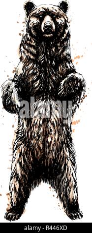 Braunbär stehend auf seine Hinterbeine aus einem Splash von Aquarell Stock Vektor