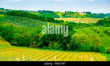 Weinberge und Olivenbäume auf die Hügel um Volterra, Toskana, Italien Stockfoto