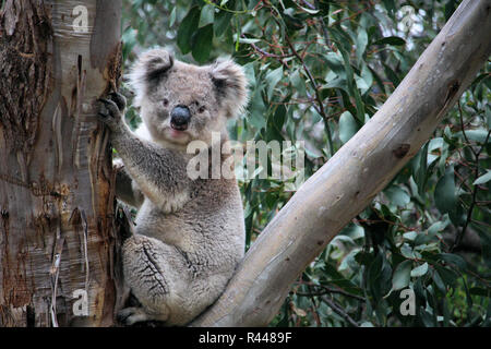 Männliche koala im Gum Tree Stockfoto