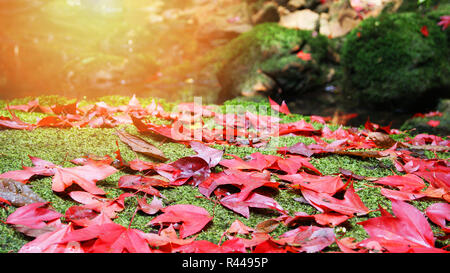 Rote Ahornblätter im Wasser auf den Felsen mit Moos Blatt Farbe ändern Herbst Wald/Acer calcaratum Gagnep Stockfoto
