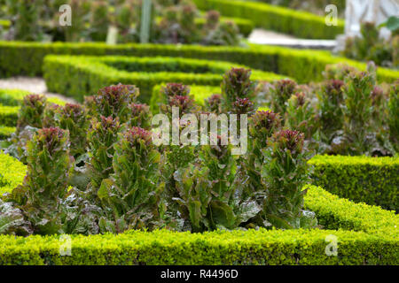 Gemüsegarten im Chateau de Villandry. Loire-Tal, Frankreich Stockfoto