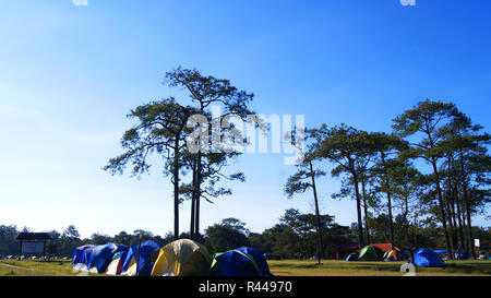 Camping Zelt im Freien in der Phu kradueng Nationalpark in Loei Thailand und klaren Himmel farbenfrohen Zelt Pine Tree Hintergrund Stockfoto