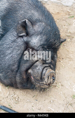 schlafen schwarze Schwein Stockfoto