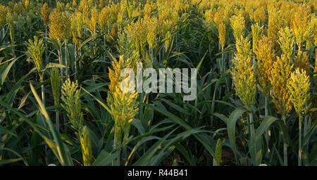 Wachsende Sorghum. Stockfoto