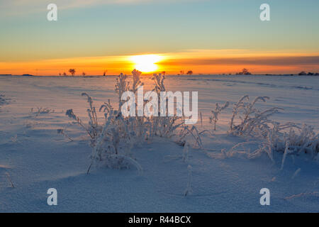 Schnee und Frost auf den Pflanzen bei Sonnenaufgang Stockfoto