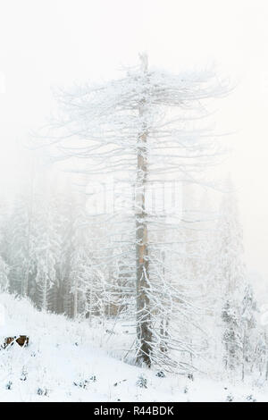 Alten Baumstumpf Baum in einem frostigen Nebel Winterlandschaft Stockfoto