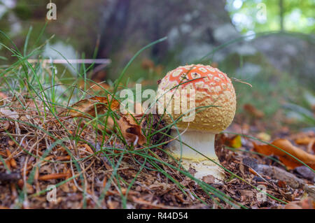 Amanita muscaria Stockfoto