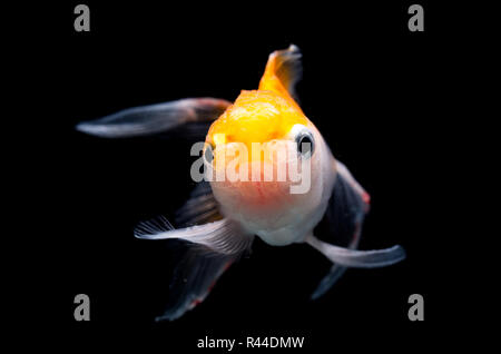 Oranda Goldfische Stockfoto