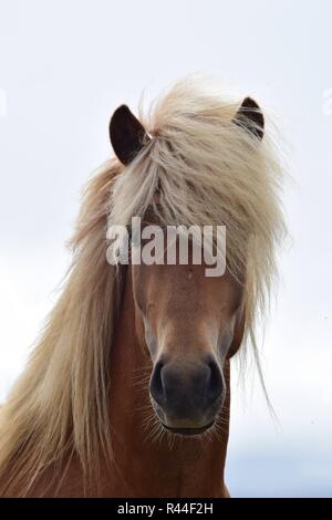 Porträt einer wunderschönen isländischen Hengst. Flaxen Kastanie. Stockfoto