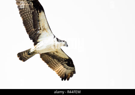 Einsame Osprey Jagd auf dem Flügel auf weißem Hintergrund Stockfoto