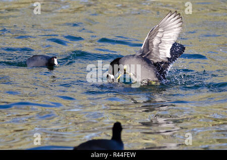 Zwei amerikanische Blässhühner kämpfen im Wasser Stockfoto