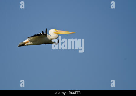 Amerikanischer weißer Pelikan fliegen in einen blauen Himmel Stockfoto