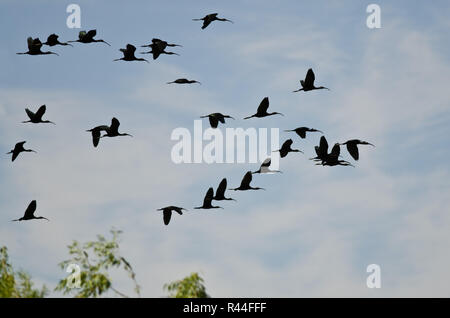 Herde von White-Faced Ibis fliegen tief über den Sumpf Stockfoto