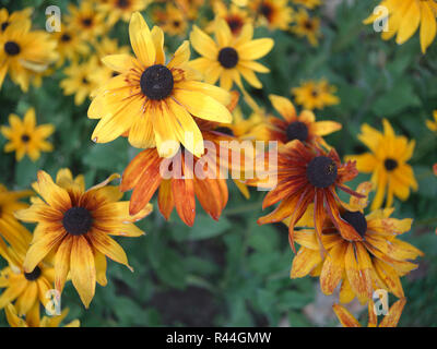 rote und gelbe Blumen Stockfoto