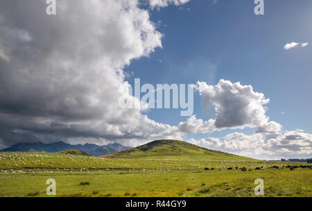 Schafe auf grünen Weide in Neuseeland Stockfoto