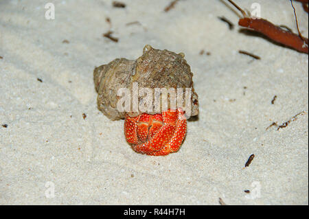 Strawberry Land Hermit Crab (Coenobita perlatus) auf Sand. Stockfoto