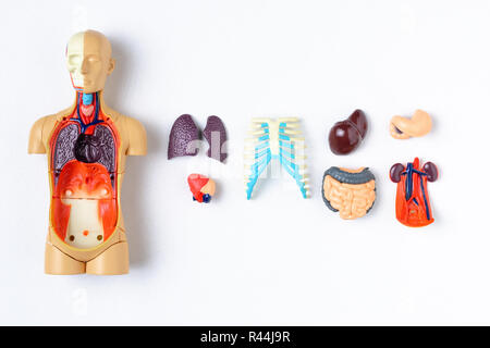 Menschlichen Körper Organe Anatomie Stockfoto, Bild: 185296295 - Alamy