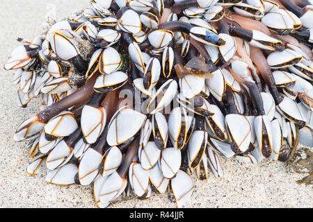 Schwanenhals oder Gans seepocken - lepas anatifera - gewaschen oben am Strand Stockfoto