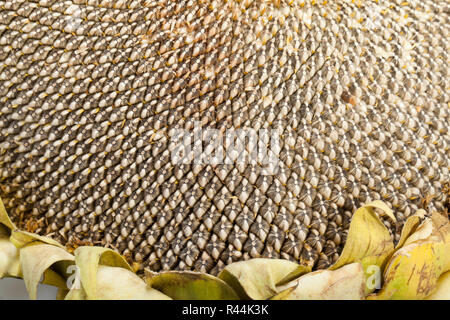 Ohr mit großen Sonnenblumenkerne Stockfoto