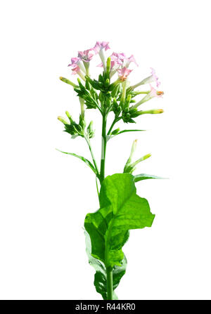 Blühende Tabak (Nicotiana sylvestris) Stockfoto