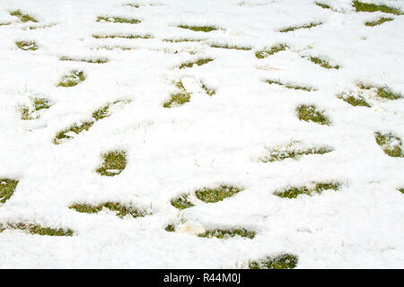 Spuren im Schnee auf grün gelb Gras. Boden mit frischem Schnee und ein Ausdruck der menschlichen Spuren abgedeckt. Schnee Textur. Weiß Winter wallpaper. Stockfoto