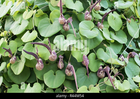 Aristolochia Ringens Vahl Stockfoto