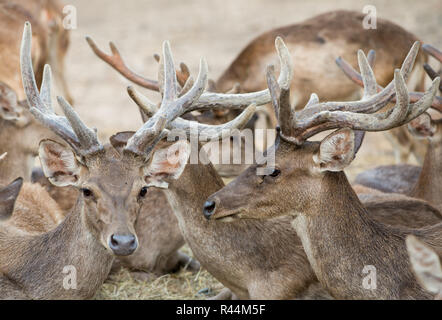 Rusa Rotwild Stockfoto