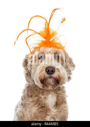 Kopf geschossen für junge Erwachsene golden Labradoodle Hund tragen orange Kopfstück mit Federn und Tule, gerade mit Blick auf die Kamera mit braunen Augen. Isoliert Stockfoto