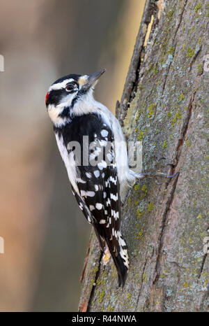 Downy Woodpecker (Dryobates pubescens) männliche Fütterung auf einem Baumstamm, Iowa, USA Stockfoto