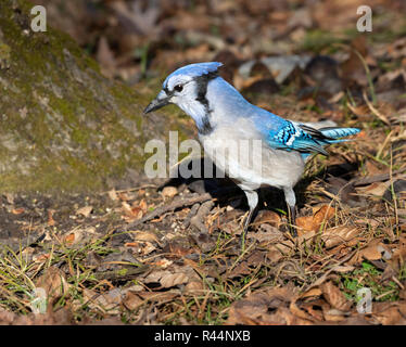 Blue Jay (Cyanocitta cristata) Suche nach Eicheln in unter einer Eiche, Iowa, USA Stockfoto