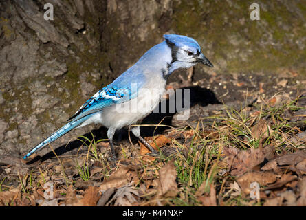 Blue Jay (Cyanocitta cristata) Suche nach Eicheln in unter einer Eiche, Iowa, USA Stockfoto