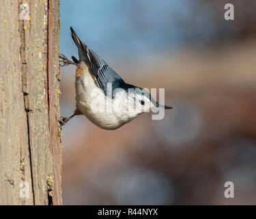 White-breasted Kleiber (Sitta carolinensis) Fütterung auf einem Baumstamm, Iowa, USA. Stockfoto