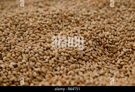 Close-up von Weizen Samen. In einem Land fair eine Kiste voller Samen ist auf Anzeige: Tausende von Reife und gesund aussehende Samen. Stockfoto