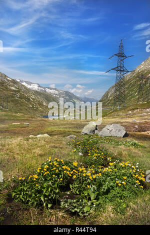 Blumen am Gotthard-Passstrasse, Alpen, Schweiz Stockfoto