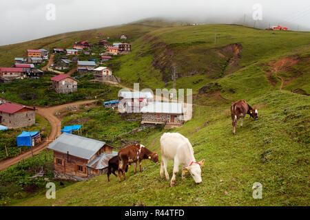 Ansicht der jungen Kälber Weiden auf Gras Feld in Berg (hochplateau) Dorf namens Gito. Das Bild wird in Rize Bereich der Schwarzmeerregion loca erfasst Stockfoto