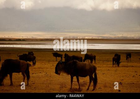 Eine Herde von Gnus auf der Ngorongoro Krater, Afrika Stockfoto