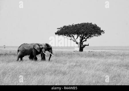 Zwei Elefanten wandern über die Ebenen der Serengeti vor einem einsamen Akazie Stockfoto