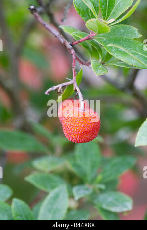 Arbutus Madrid. Früchte der Erdbeerbaum. Stockfoto