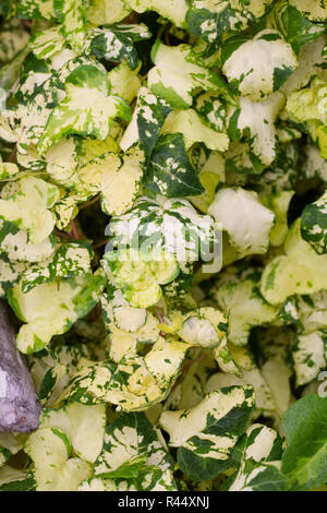 Hedera helix 'White Ripple' verlässt. Stockfoto