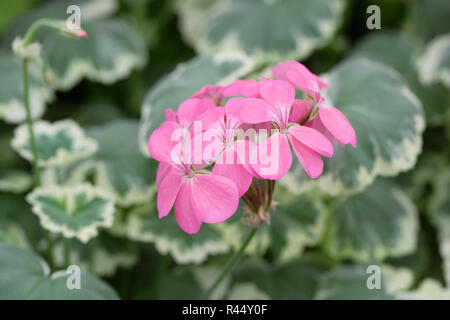 Pelargonium 'Blüten' Blume. Stockfoto